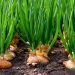 How to Fertilize Onions for a Healthy Crop: Tips and Techniques