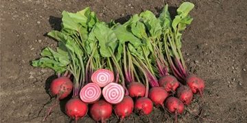 Where is Vegetable Breeding going?