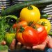 Agroventurer is born: a manager of agricultural farms that bets on Almeria