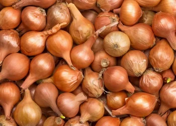Seventy thousand tons of onions can rot in vain in Kazakhstan
