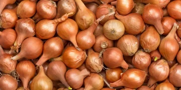 Seventy thousand tons of onions can rot in vain in Kazakhstan