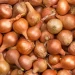 Seventy thousand tons of onions can rot in vain in Kazakhstan