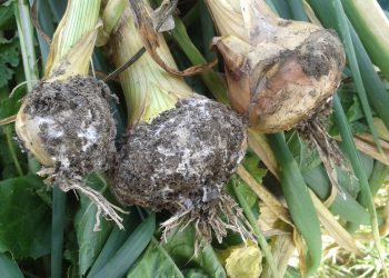 #UnderstandingMajorOnionDiseases: Symptoms, Prevention and Treatment