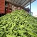 73,000 mu of early spring vegetables in Miyi are on the market