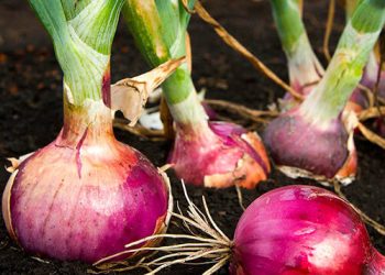Tiruchy Onion Farmers Hit by Double Whammy of Yield Loss, Price Slump