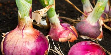 Tiruchy Onion Farmers Hit by Double Whammy of Yield Loss, Price Slump