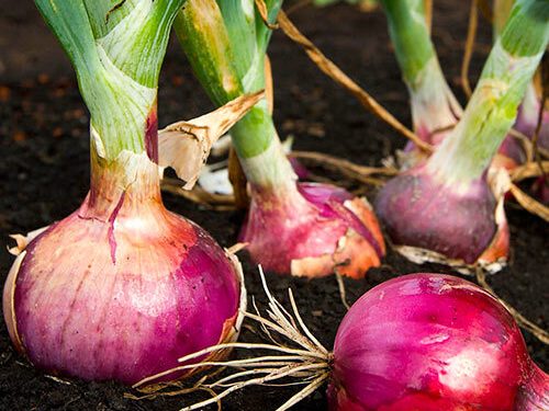Tiruchy Onion Farmers Hit by Double Whammy of Yield Loss, Price Slump