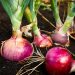 Tiruchy Onion Farmers Hit by Double Whammy of Yield Loss, Price Slump