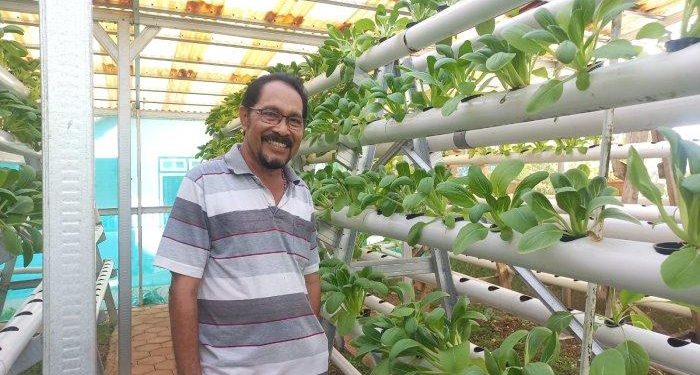 Filling free time in retirement, Mahulette earns millions of Rupiah from hydroponic vegetables