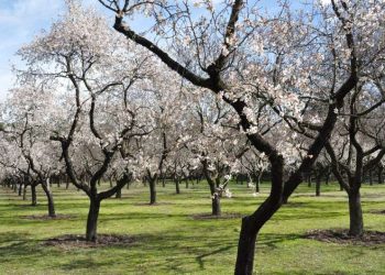 Environmental group urges California to limit the growing of almonds and alfalfa
