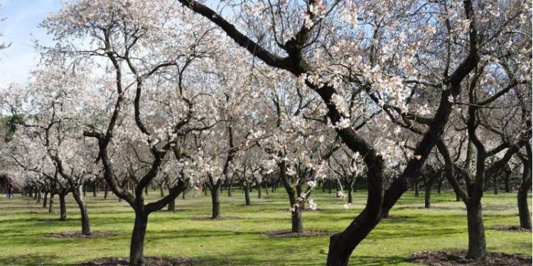 Environmental group urges California to limit the growing of almonds and alfalfa
