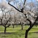 Environmental group urges California to limit the growing of almonds and alfalfa