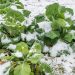 Arctic cold over Italy, alarm for outdoor fruits and vegetables