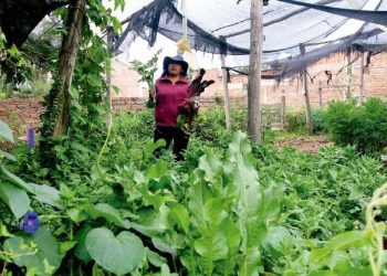 Urban ocean Cochabamba gardens promote technological production