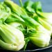 The Asian cabbage species that has conquered Spain