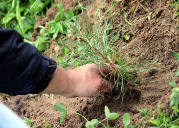 The area of sowing in Komi this year will be almost 28 thousand hectares