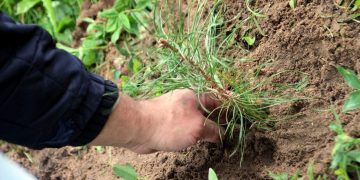 The area of sowing in Komi this year will be almost 28 thousand hectares