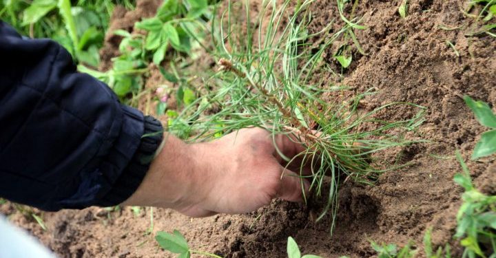 The area of sowing in Komi this year will be almost 28 thousand hectares