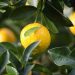 Consumption of the main citrus crops in Russia will amount to almost 1.7 million tons per year