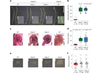 Arming vegetables with anti-inflammatory properties using plant pigments