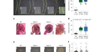Arming vegetables with anti-inflammatory properties using plant pigments