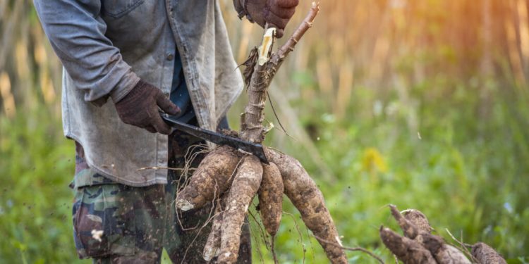 What are the Oldest Vegetables that Humans First Ate?