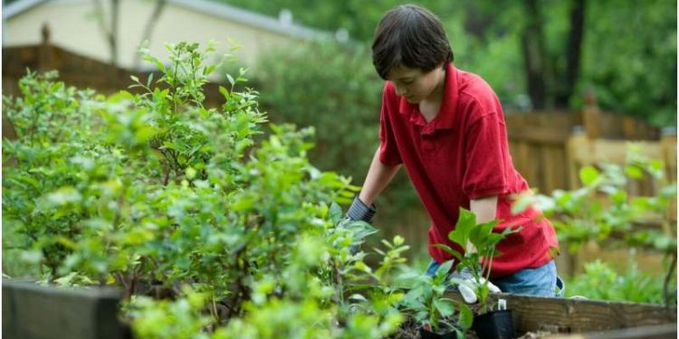 How urban gardens are good for ecosystems and humans