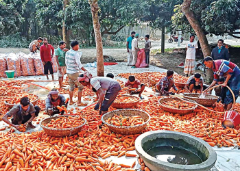 Vegetable cultivation shows promise in Pabna