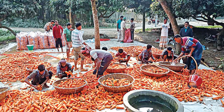 Vegetable cultivation shows promise in Pabna