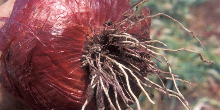 PinkRootPandemic: The Threat of Phoma Terrestris to Agriculture