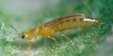 #ThripsTabaci: Understanding the Infamous Crop-Destroying Insect