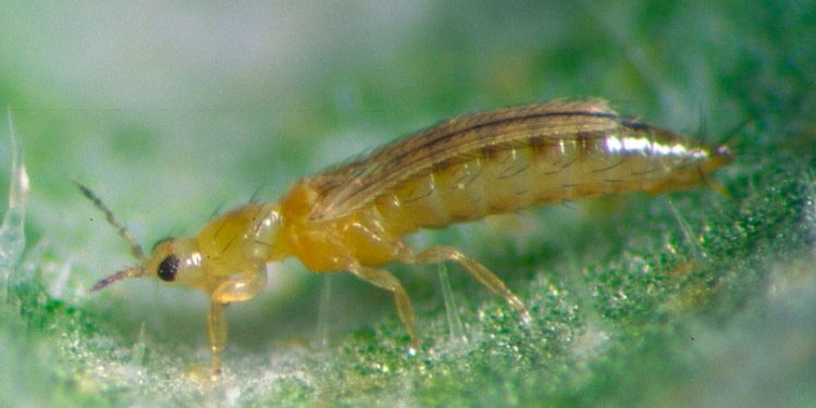 #ThripsTabaci: Understanding the Infamous Crop-Destroying Insect
