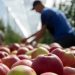 The French government is investing millions in the fruit and vegetable sector