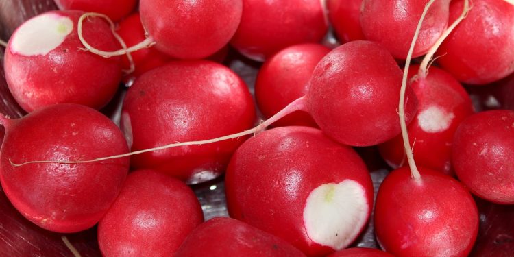 The Benefits of Adding Spring Vegetables to Your Farming Practices