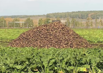 Bashkiria Increases Sugar Production from Local Raw Materials by Almost Half