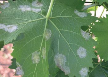 vinosgrados.ru