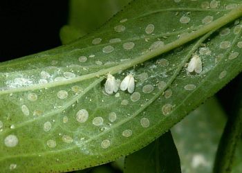 Tackling Whiteflies: Innovative Strategies for Sustainable Agriculture
