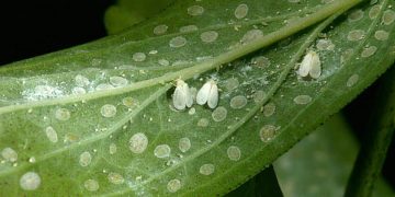 Tackling Whiteflies: Innovative Strategies for Sustainable Agriculture