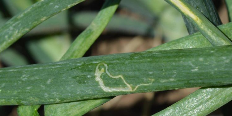 IYSVOutbreak: The Devastating Effects of the Iris Yellow Spot Virus