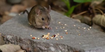 Un adorabil șoarece de casă care caută hrană din semințe de păsări aruncate