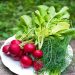 Eating Fresh and Green: A Guide to Seasonal Vegetables