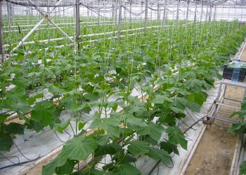 Greenhouse Complexes in Belarus: A Sustainable Approach to Year-Round Vegetable Production