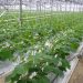 Greenhouse Complexes in Belarus: A Sustainable Approach to Year-Round Vegetable Production
