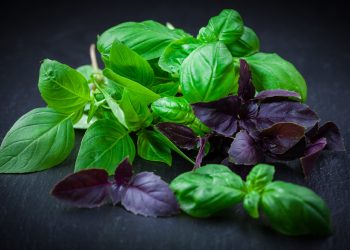 Ukuhlukahluka kwe-basil kungemuva elimnyama
