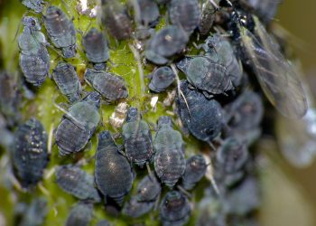 SayGoodbyeToAphids: How to effectively control and prevent infestations of Aphis spp.