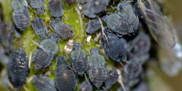 SayGoodbyeToAphids: How to effectively control and prevent infestations of Aphis spp.