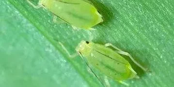 Combatting Aphids: A Guide for Sustainable Farming