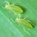 Combatting Aphids: A Guide for Sustainable Farming