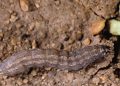 125427 Raupe der Saateule (Scotia segetum = Agrotis segetum). Larva moliei napului (Scotia segetum = Agrotis segetum).