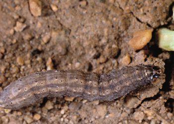 DefeatingCutworms: A Guide to Protecting Your Garden from Agrotis Spp.